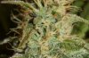 Blue Widow Trichs3.jpg