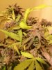 flushgdpnugs.jpg