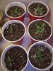 seedlings 016.jpg