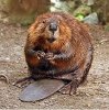 220px-American_Beaver.jpg