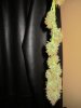 sog pics 2nd and 3rd cut nug porn3-13-12 041.jpg