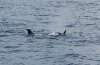 Orca Attacking a Thresher Shark 3.jpg