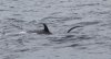 Orca Attacking a Thresher Shark 6.jpg