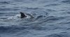 Orca Attacking a Thresher Shark.jpg