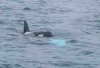 Orca Playing With a Manta Ray.jpg