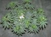 03-07-12- blueberry,trinity kush, grafruit krush 021.jpg