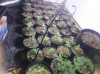 april22 seedlings.png