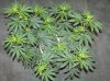 03-07-12- blueberry,trinity kush, grafruit krush 027.jpg