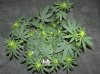 03-07-12- blueberry,trinity kush, grafruit krush 022.jpg