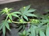 03-07-12- blueberry,trinity kush, grafruit krush 023.jpg