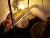 seedlingsetup.jpg