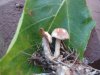 DSC00074.jpg