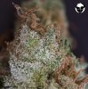 __ColoradoDiesel_Trichs1.jpg