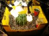 ss.2012-04-27.transplanted.jpg