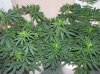 03-07-12- blueberry,trinity kush, grafruit krush 038.jpg