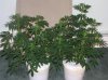 03-07-12- blueberry,trinity kush, grafruit krush 039.jpg