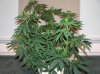 03-07-12- blueberry,trinity kush, grafruit krush 028.jpg