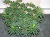 03-07-12- blueberry,trinity kush, grafruit krush 030.jpg