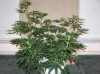 03-07-12- blueberry,trinity kush, grafruit krush 032.jpg