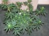 03-07-12- blueberry,trinity kush, grafruit krush 034.jpg