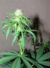 03-07-12- blueberry,trinity kush, grafruit krush 035.jpg