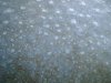 first frost 08.JPG
