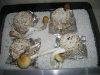 Picture 001.jpg