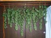 harvest 002.jpg
