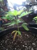 plant.jpg