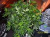 100_3246.jpg