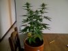 plushberry day 41 seed, 23 flowering.jpg
