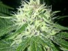 Plushberry day 45 seed, 28 flowering 2.jpg