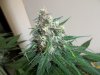 Plushberry day 58 seed, 40 flowering.jpg