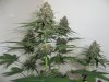 Plushberry day 62 seed, 44 flowering (3).jpg