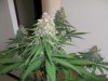 Plushberry day 62 seed, 44 flowering (6).jpg