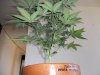 Plushberry day 62 seed, 44 flowering (4).jpg