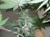 Plushberry day 62 seed, 44 flowering (5).jpg