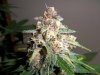 Plushberry  day 64 seed, 46 flowering.jpg
