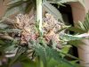 Plushberry day 69 seed, 51 flowering.jpg