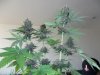 Plushberry day 69 seed, 51 flowering (2).jpg