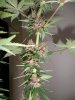 Plushberry day 70 seed, 53 flowering.jpg