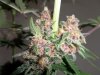 Plushberry day 70 seed, 53 flowering (2).jpg