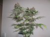 Plushberry day 70 seed, 53 flowering (3).jpg