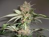 Plushberry day 70 seed, 53 flowering (5).jpg