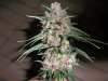 Plushberry day 70 seed, 53 flowering (6).jpg