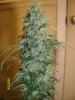 Coseup of side branch SUper Skunk.jpg