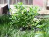 100_3286.jpg