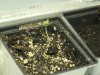 Mango Seedling.jpg