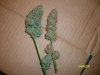 WW Dry Bud Next To Fresh Bud.jpg