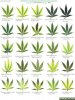 cannabis_leaf-deficiencies.jpg